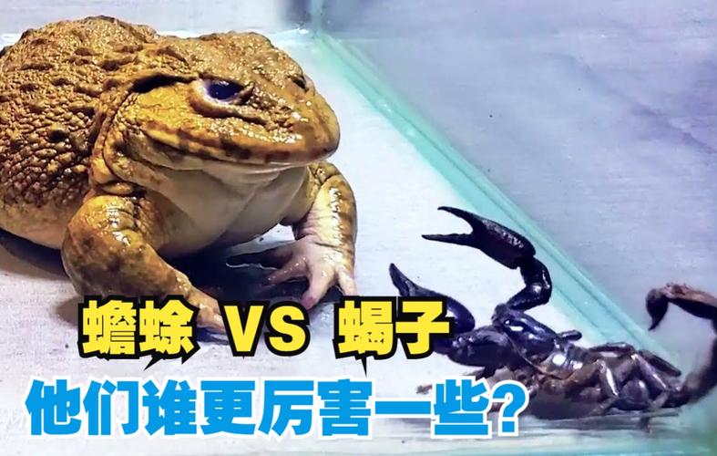 蟾蜍 vs 蝎子,他们谁更厉害?太胆大了