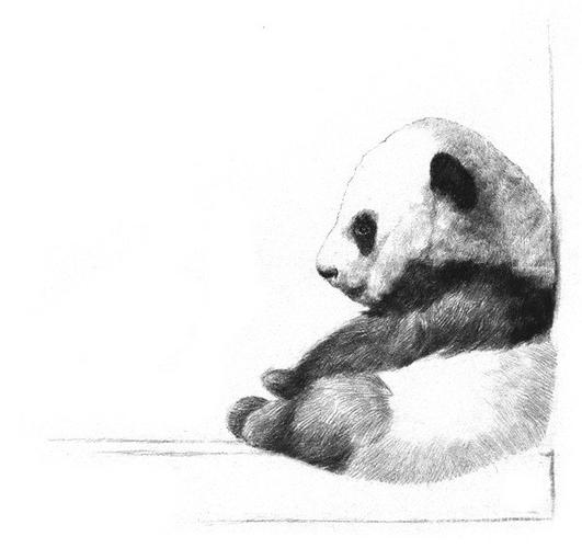 素描大熊猫的绘画步骤教程(3)