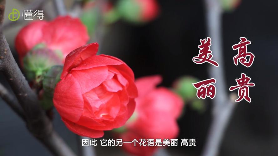 海棠花的花语图文