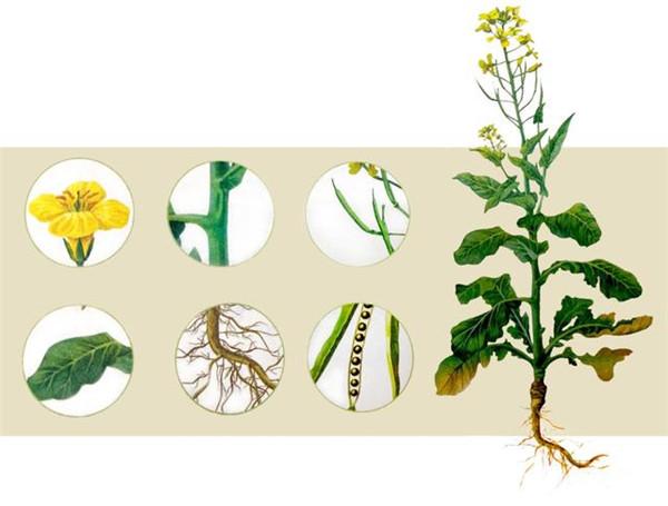 植物的六大器官 图片来源:《生物学》七年级上册
