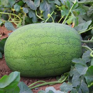 绿宝大帝西瓜种子 懒汉型大果绿皮红瓤室外田园菜园水果种籽 瓜籽