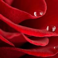 红色玫瑰花图片头像高清好看漂亮的红色玫瑰花头像图片精选下载