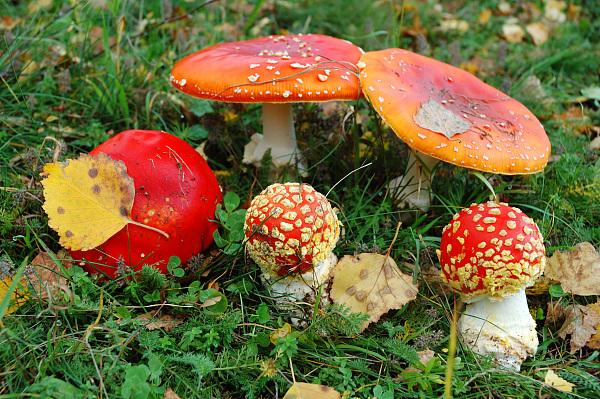 气温却居高不下,湿热的天气导致野生菌菇类生长旺盛,毒蘑菇中毒的事件