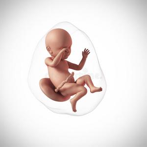 胎儿哭人类胎儿-第39周照片