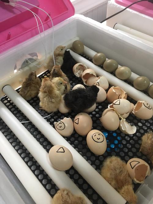 向阳幼儿园巜奇妙的生命之旅》孵蛋篇——小鸡孵出来啦!