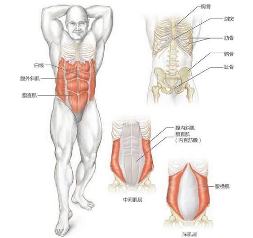 腹肌解剖示意图