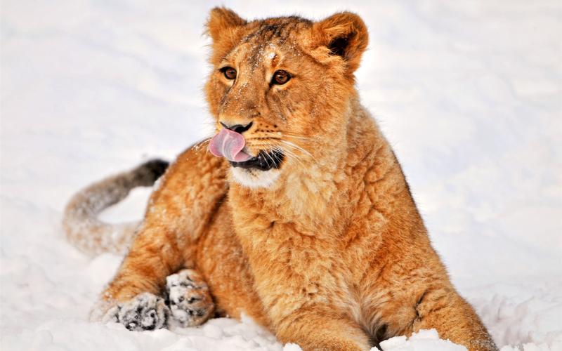 首页 动物与鸟 狮子 狮子躺在雪地里 壁纸 狮子躺在雪地里 壁纸