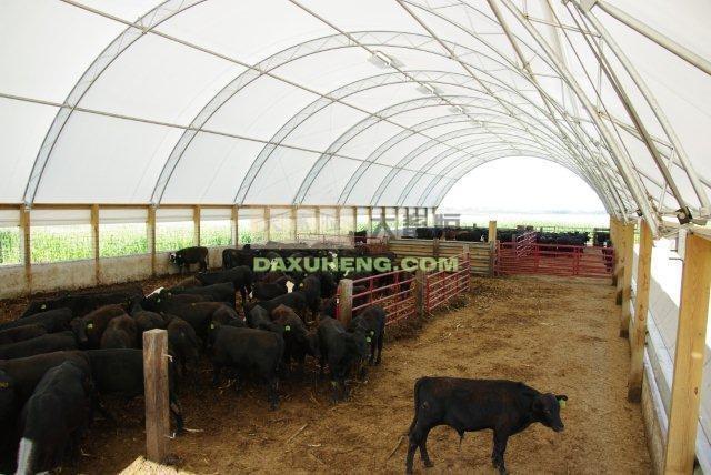 大棚结构牛舍的最大好处是,能够克服环境因素对动物饲养造成的影响,使