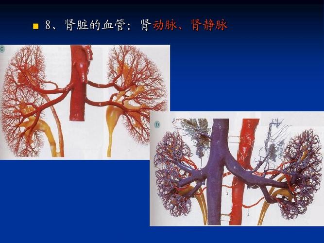 8,肾脏的血管:肾动脉,肾静脉