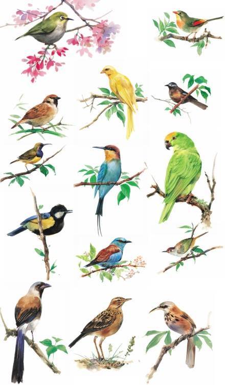 鸟的水彩画鸟的水彩画怎么画