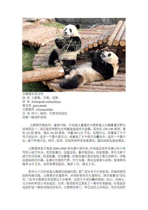 大熊猫(习性-如何更好地了解中国国宝?)-52线报网