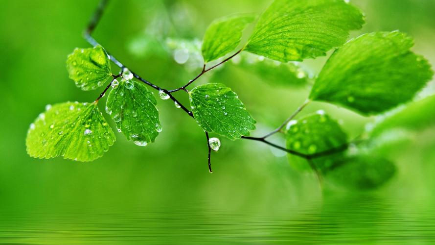 护眼 春天 保护眼睛的绿色自然桌面壁纸壁纸(风景静态壁纸) - 静态