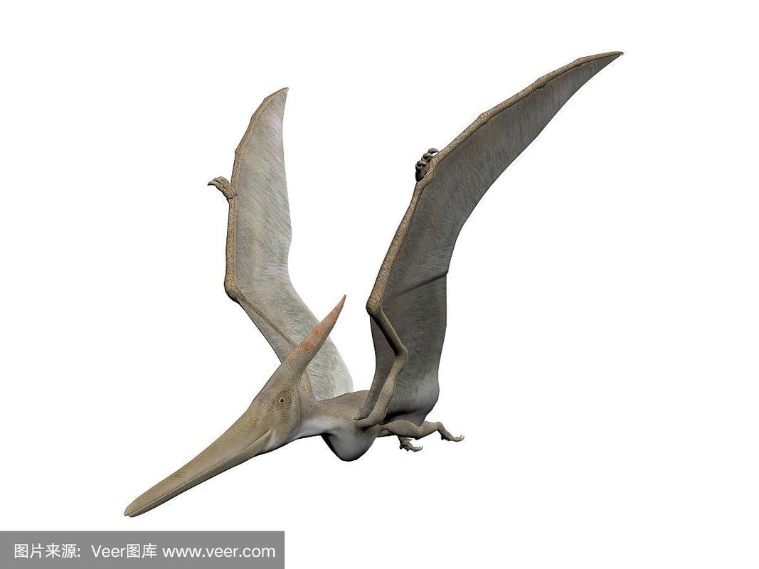 无齿翼龙,翼手龙,侏罗纪,远古的,一个物体