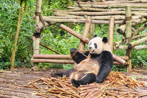 可爱的大熊猫吃竹子.熊猫熊坐在绿色树林中的一堆竹笋中.