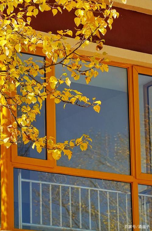 秋天的树叶和窗户