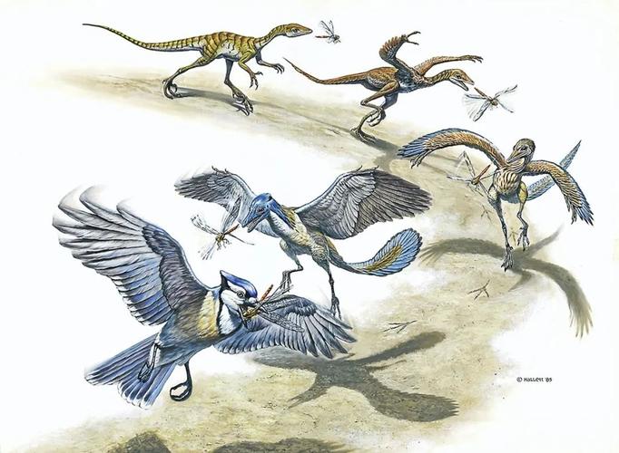 意思是从非鸟型恐龙到鸟型恐龙,再到鸟型恐龙中的真正鸟类,演化路线并