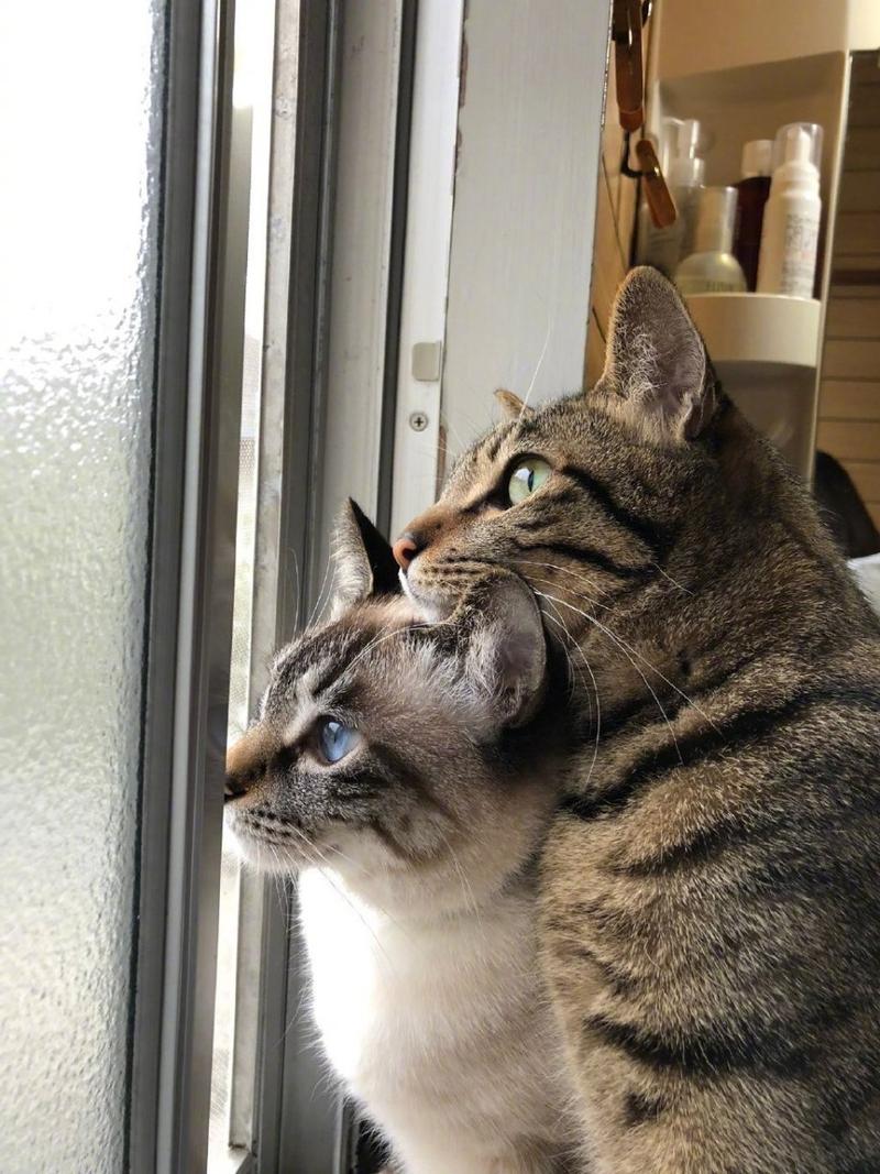 两只猫咪一起看风景,体格较大的那只把头靠在了体格较小的那只身上!