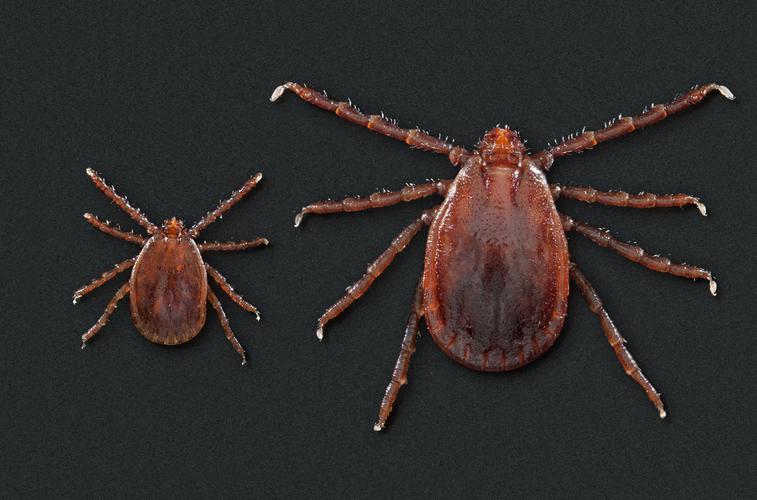 another tick-borne disease to worry about