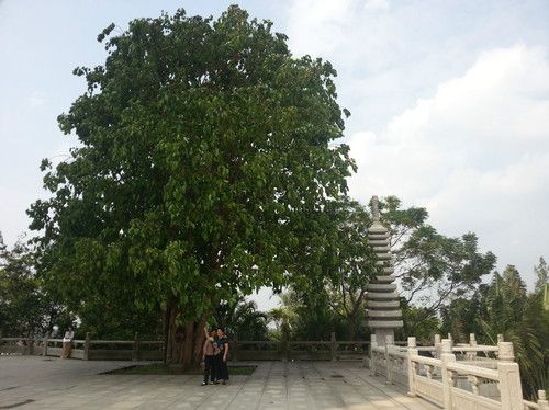  菩提树(110岁树龄)