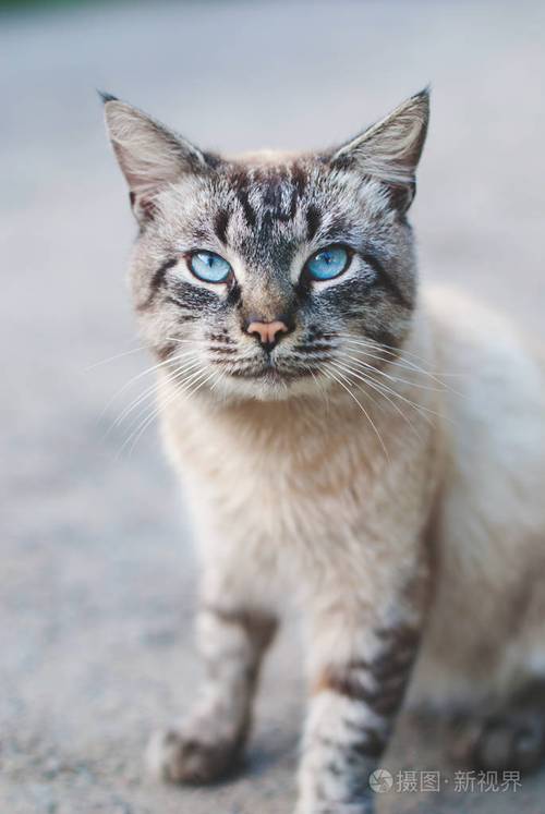 漂亮的蓝眼睛猫