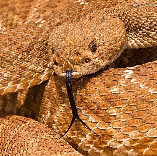  p>南美响尾蛇(crotalus durissus)是一种分布在南美洲的响尾蛇.