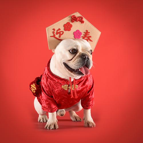 狗狗衣服红色喜庆 过年
