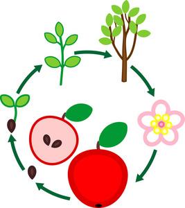 苹果树的生命周期. 从种子到果实的植物生长阶段照片