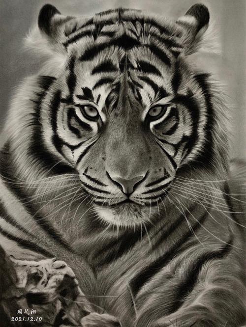 素描动物画一只老虎喜迎虎年的到来