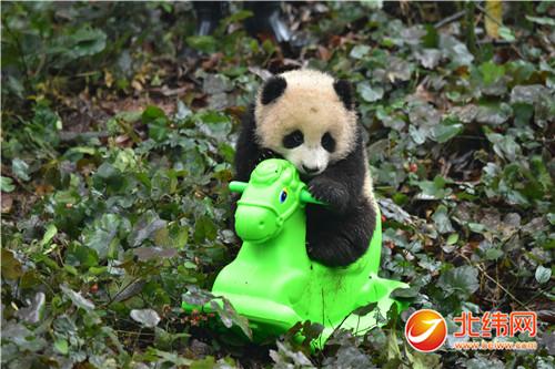熊猫宝宝骑木马