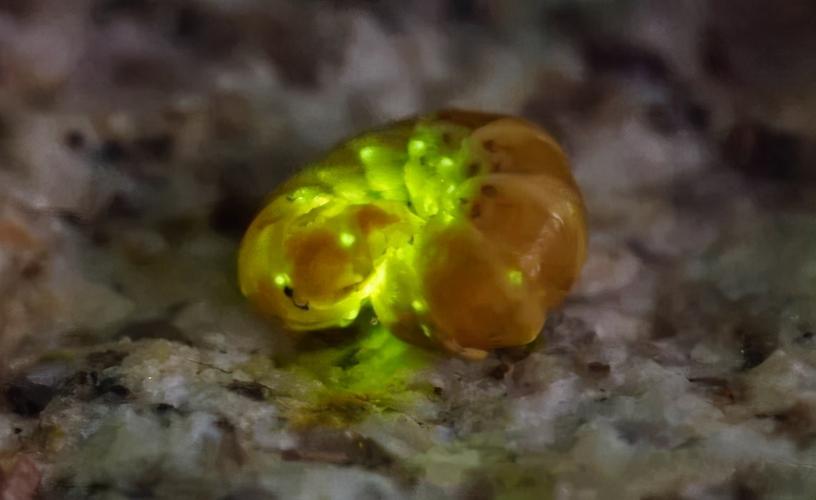四川发现5厘米巨型萤火虫!萤火虫发光是因为看不见路吗?