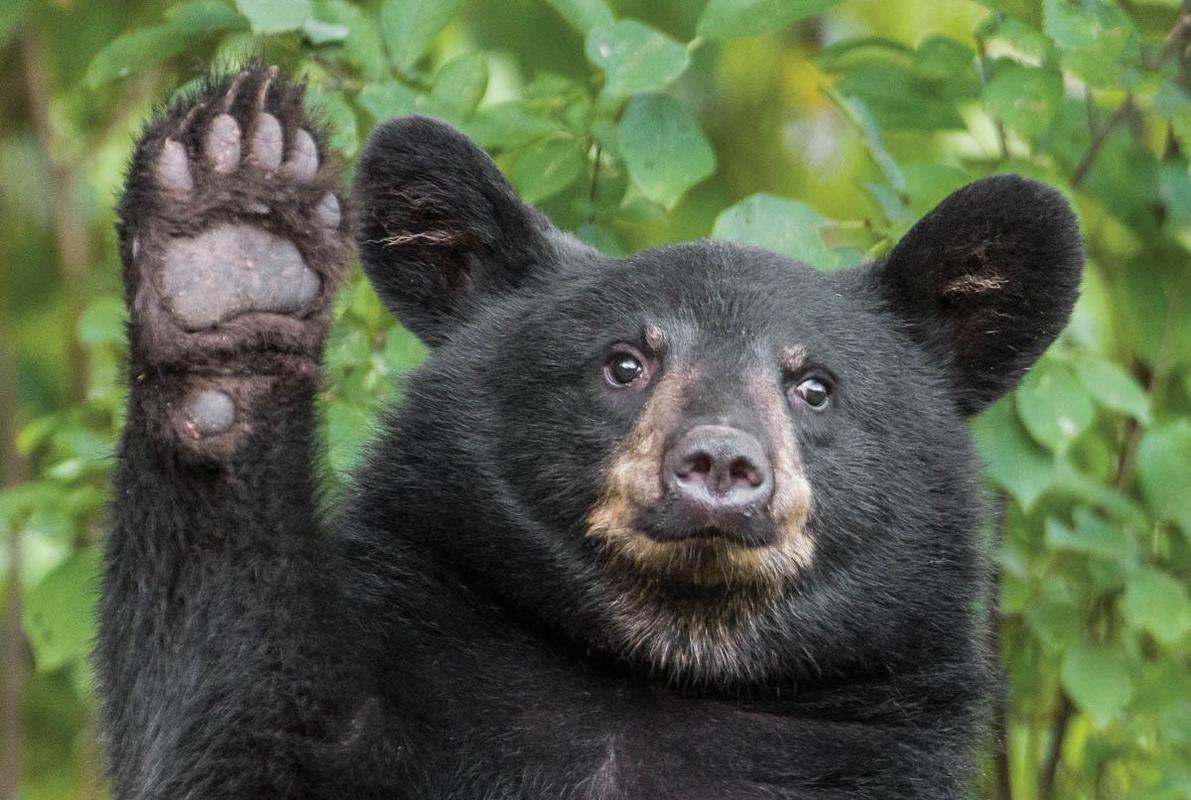 400斤重大黑熊闯民宅,翻箱倒柜找吃的,主人被一熊掌撕裂半张脸