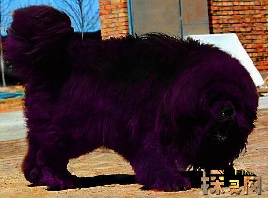 比海蓝兽更珍惜的神犬:紫麒麟