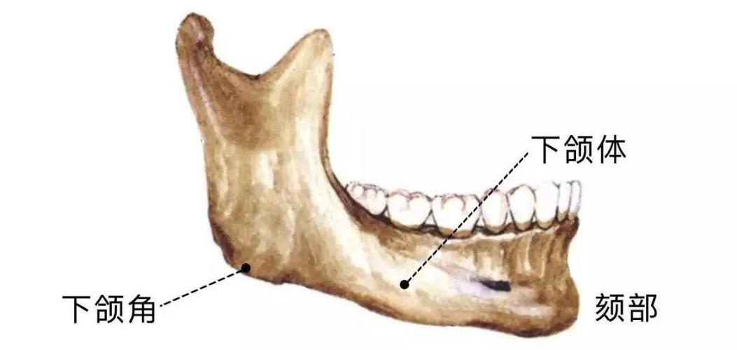 ①下颌体长度,指"下颌角到颏部的长度"②下颌体位置,指"下颌体相对于
