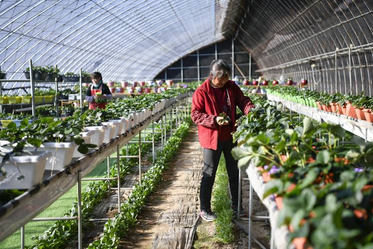 过程中,依托毗邻京津的区位优势,引进优质草莓品种,改善草莓栽培技术