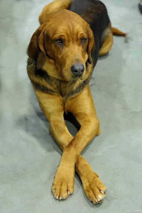 波兰猎犬英文名字polish hound,别名欧加猎犬(ogar polski), 起源于18