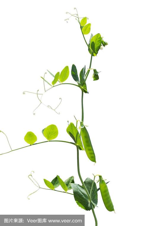 绿色豌豆荚和叶具卷须孤立在白色上