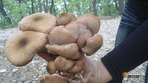 棒蘑菇放时间长了能吃吗新鲜棒蘑如何保存