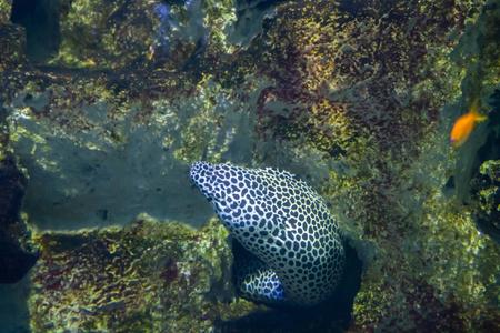 豹纹鳗鱼在白色背景上有鲜明的黑色斑点.