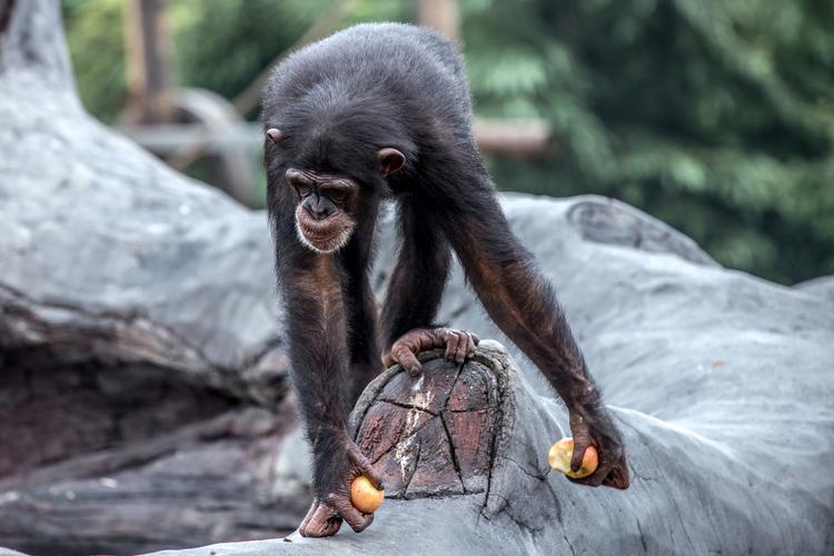 【图片4】动物园里的猩猩--蜂鸟论坛照片套图