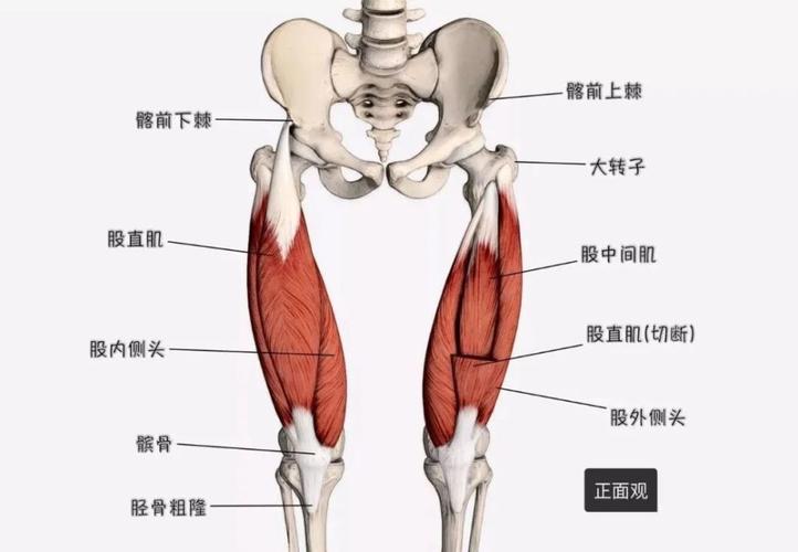 即:股直肌,股中间肌,股外侧肌和股内侧肌,四块肌肉联合肌腱向下连接并