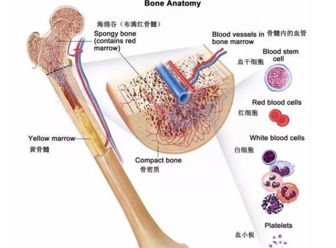 骨髓是免疫细胞的发源地,它就像一个兵工厂,源源不断的产生免疫细胞