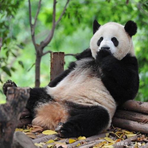 大熊猫的别名还有很多,华熊,竹熊,银狗和大浣熊等!
