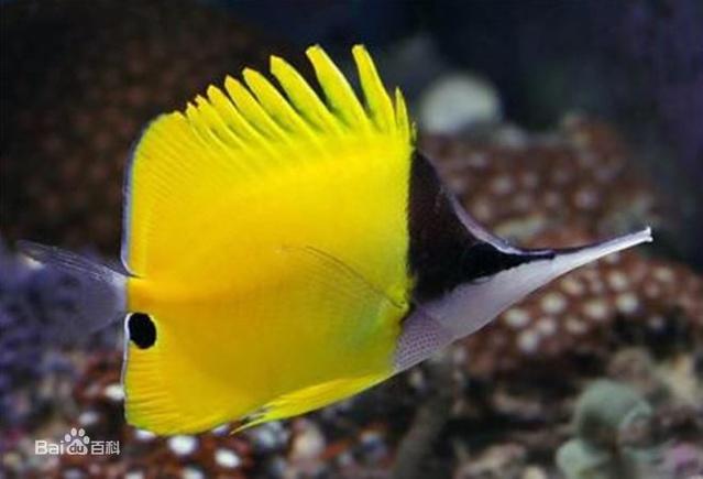 黄火箭鱼体色鲜黄,尾鳍银白色,其余各鳍鲜黄色,臀鳍末端靠近尾柄处有