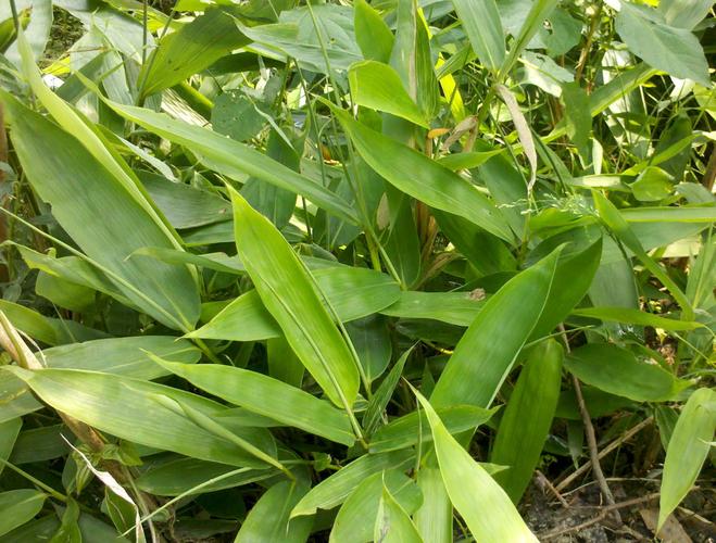 竹子 很象箬竹 也可能是大竹边上的小竹 箬竹为禾本科竹类植物.