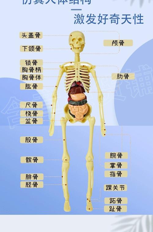 人体器官玩具人体骨架模型内脏模型仿真可拆卸医学教具科教类玩具骨架