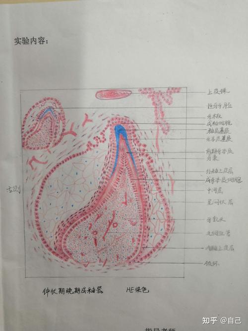 口腔组织病理学红蓝铅笔