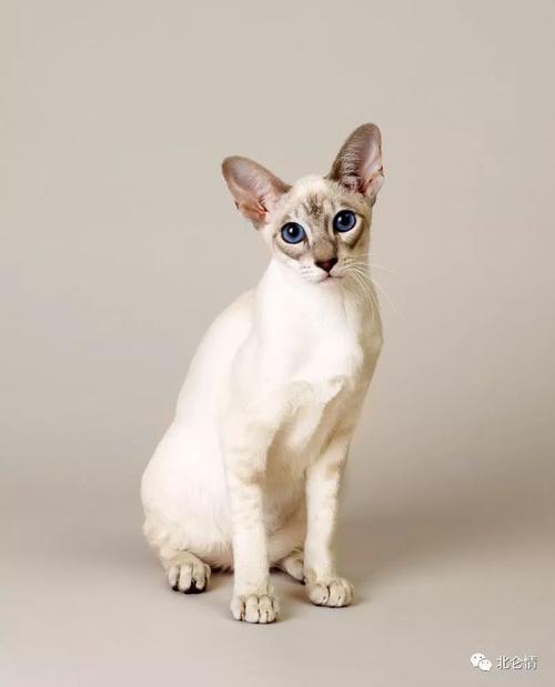 世界著名的短毛猫猫中王子暹罗猫