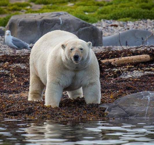白色棕熊被环保者发现,醒来周围全是北极熊?能打过北极熊吗?