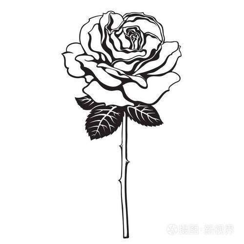 黑色和白色玫瑰花与叶子和茎手绘向量