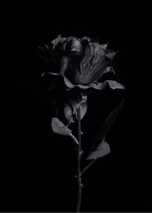 宸轩宝 黑色仿真玫瑰花 黑暗jk写真拍照摄影道具 哥特黑玫瑰假花花束